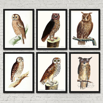 Authentic Vintage Posters and Prints Owl Canvas Paintings Wall Art Pictures for Living Room